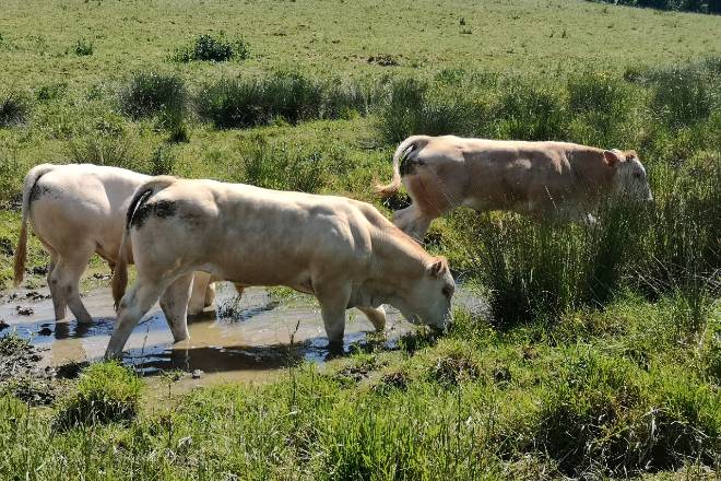 Les vaches de Julien Biteau ont la chance de pouvoir aller s'abreuver dans La Boutonne toute proche