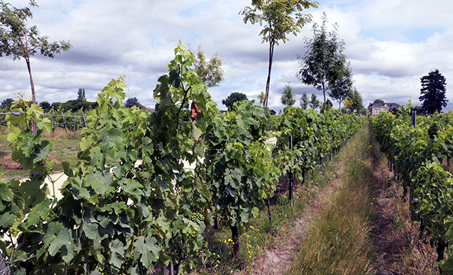 La nature reprend ses droits dans la vigne du domaine de Grelier à Lapouyade. L'herbe n'est pas tondue, des arbres sont plantés sur les rangs... des techniques de l'agroforesterie qui s'appliquent à la viticulture