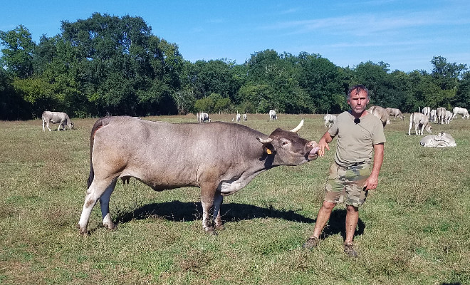 Joël Sillac, éleveur de Bazadaises à Perquie dans les Landes et Président d'Excellence Bazadaise, au prés avec l'une de ses vaches
