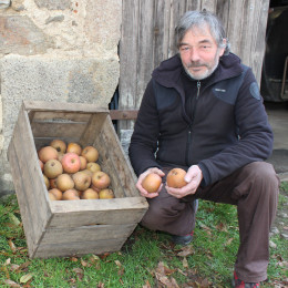 Pomme court pendu , une variété que cultive Michel Deslandes depuis vingt-huit ans en Haute-Vienne